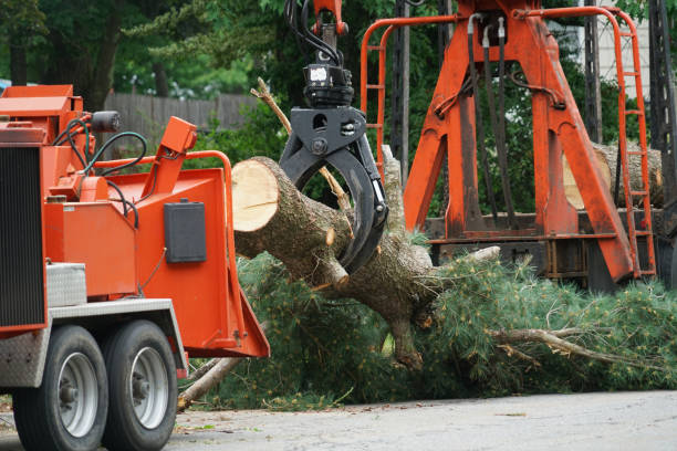 Reliable Villanova, PA Tree Service Solutions